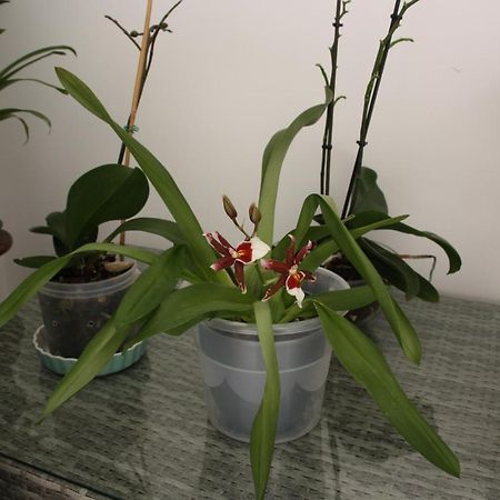 House Of Orchids With Patio Apartment Vila Real de Santo Antonio Bagian luar foto