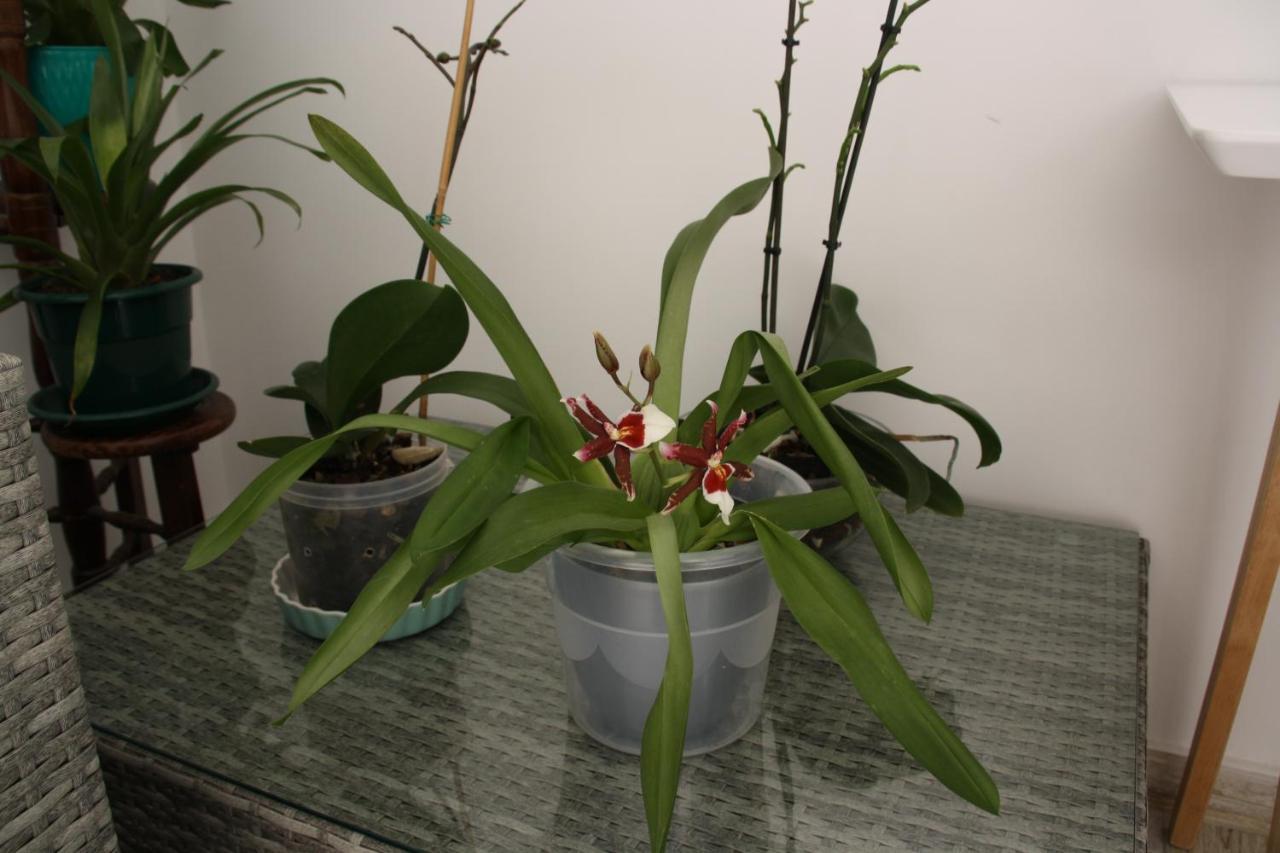 House Of Orchids With Patio Apartment Vila Real de Santo Antonio Bagian luar foto