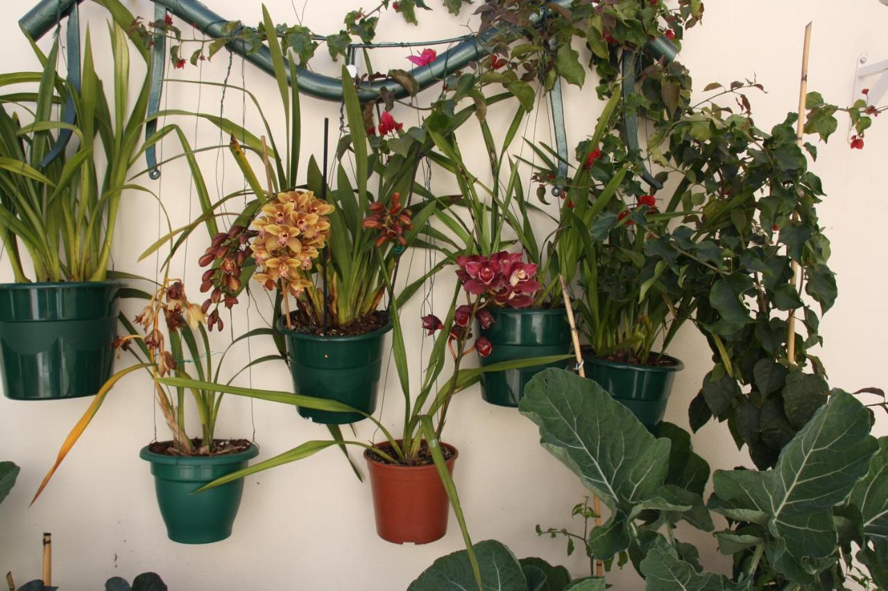 House Of Orchids With Patio Apartment Vila Real de Santo Antonio Bagian luar foto